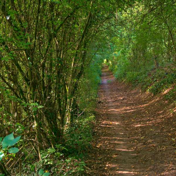 Forêt de l'altenberg
