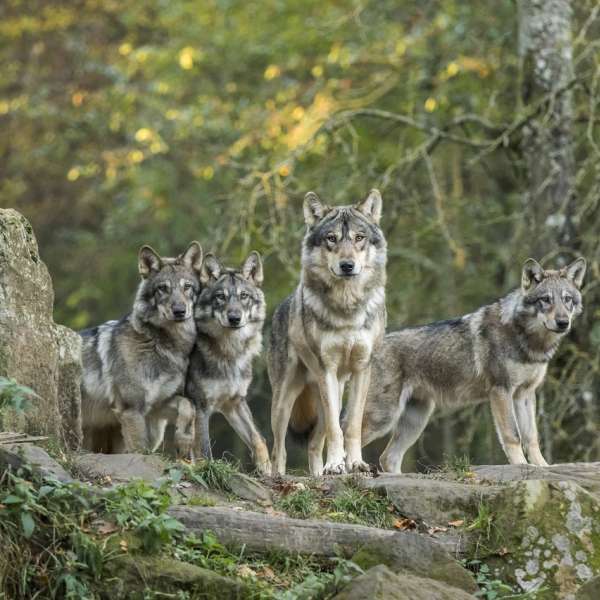 Tierpark Sainte-Coix