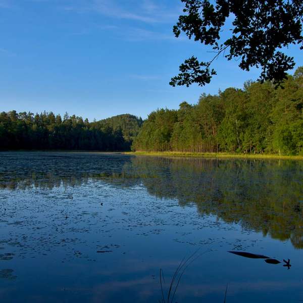 Naturschutzgebiet des Teichs von Lieschbach