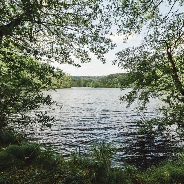 Étang de l'Erbsenthal - Réserve naturelle