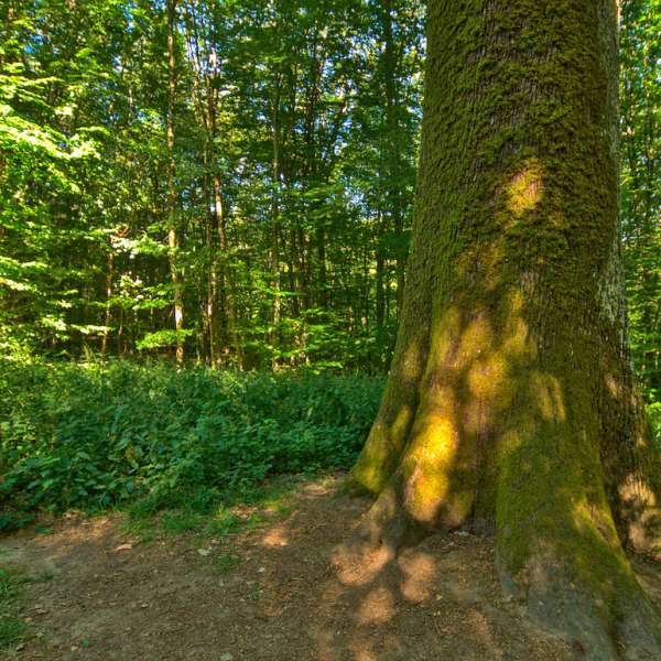 Die Eiche der Mönche