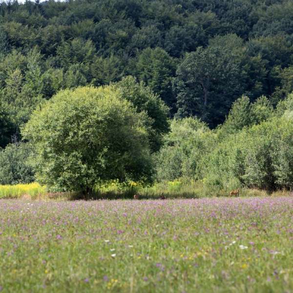 Rosselle-Rundweg