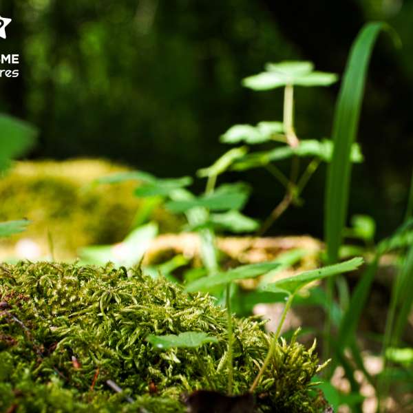 Hammelsberg-Rundfahrt