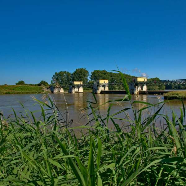 Le petelot