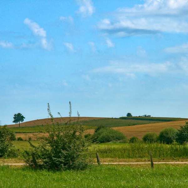 Die Eiche mit der Jungfrau