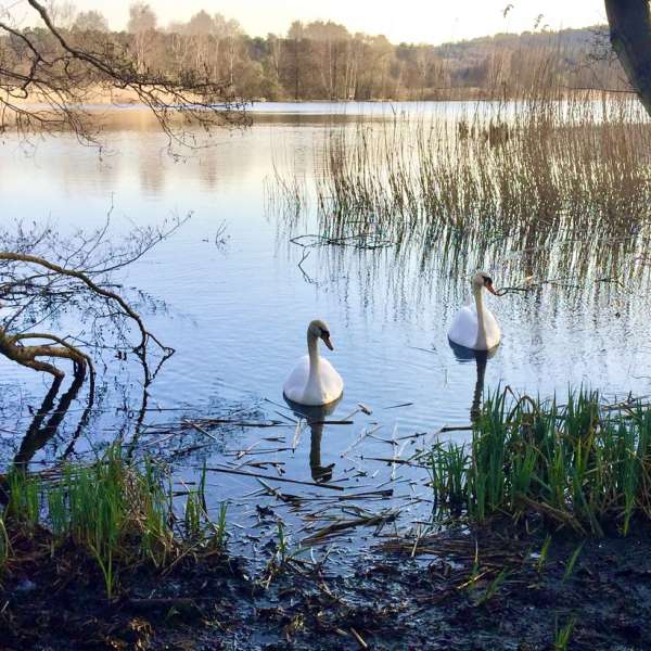 Le sentier du marais - étang de l'Escherbruch