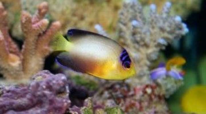 Aquarium von Amnéville