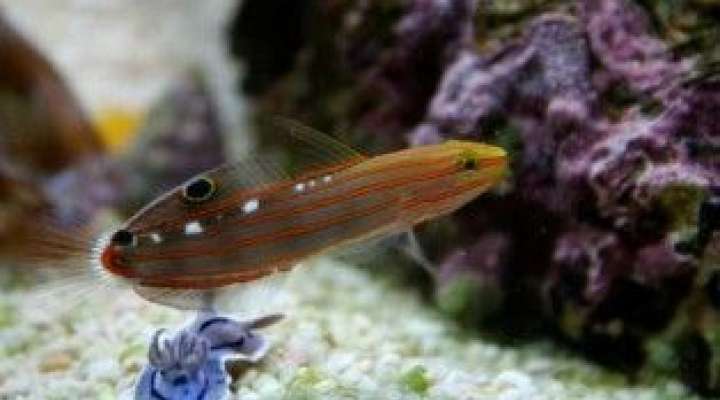 Aquarium von Amnéville