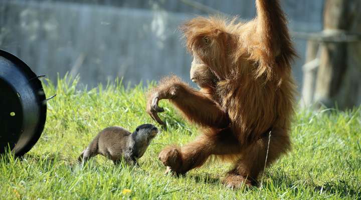 Zoo von Amnéville