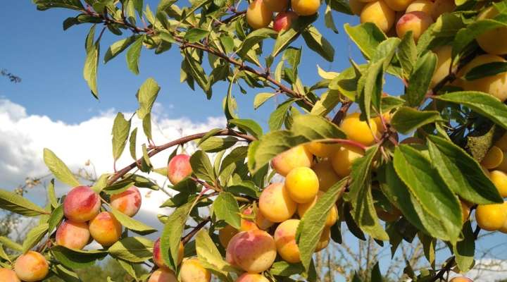 Brennerei Guindt - Les Vergers de Victorine