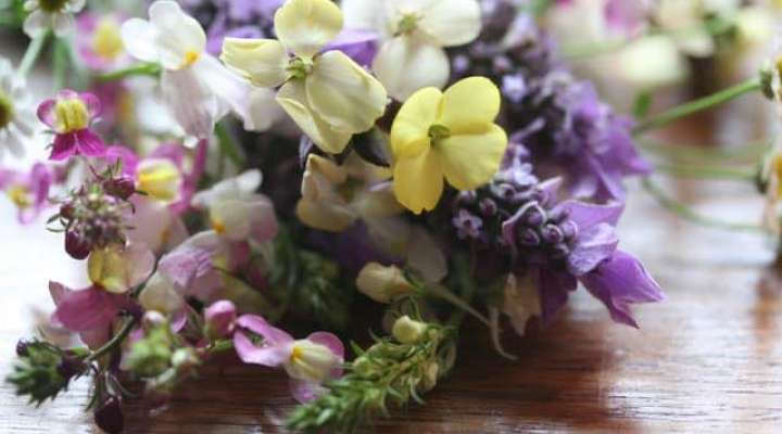 LAVANDOU FLEURS