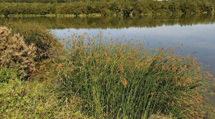 Rundweg um den Mirgenbach-see
