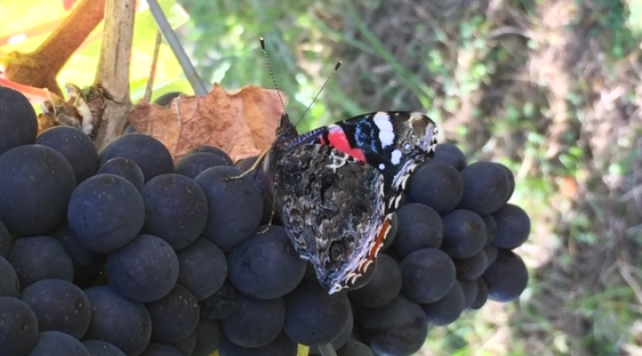 DOMAINE MUR DU CLOITRE