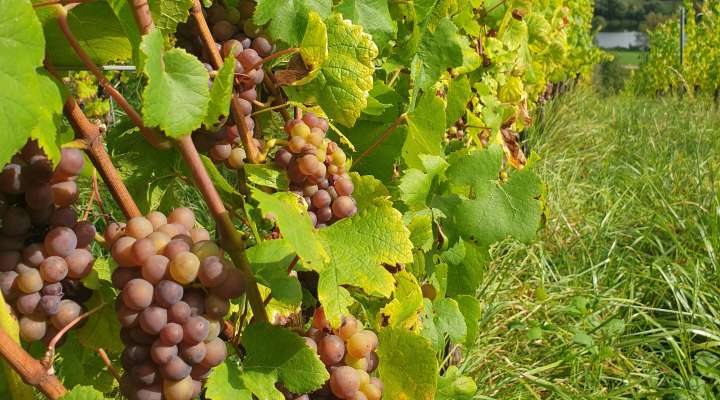 Spielerischer Parcours - Der Wein von Contz-les-Bains