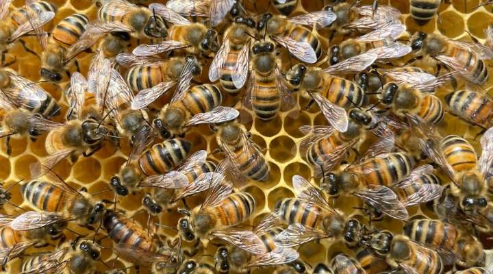 Inauguration de la miellerie "l'abeille de Boust"