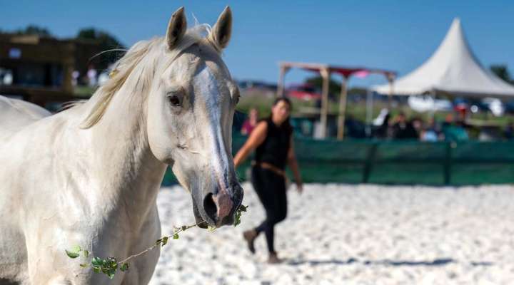Centre équestre Dream Ranch