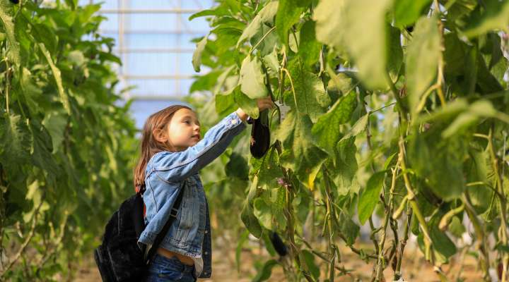 Cueillette de Peltre