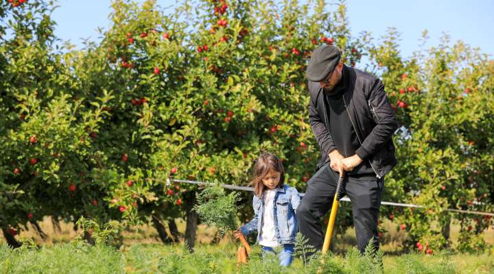 Cueillette de Peltre