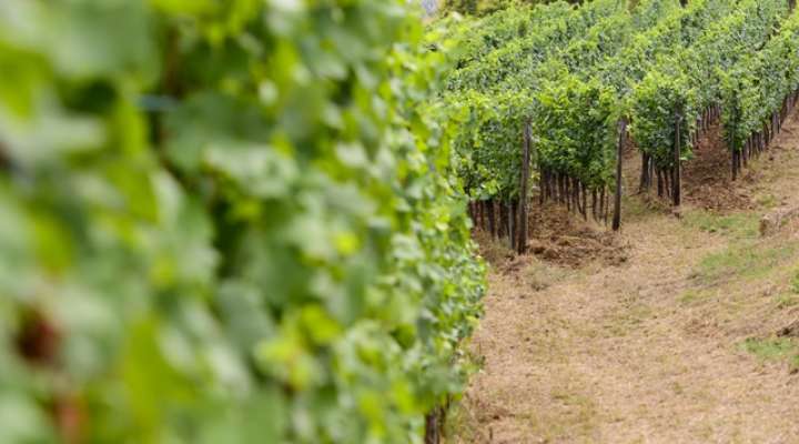 Route des vins de Moselle - Pays Messin