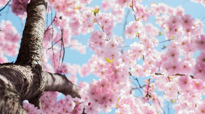 Fête du Printemps