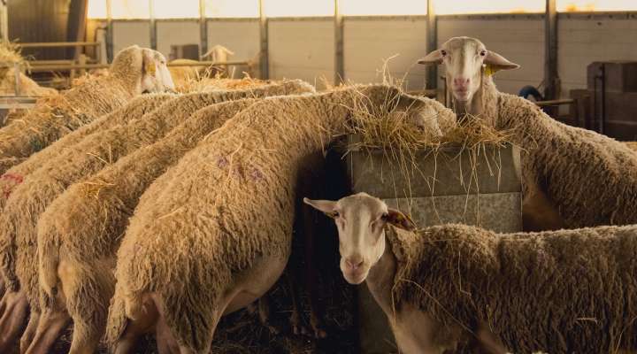 Ferme de Neufchef