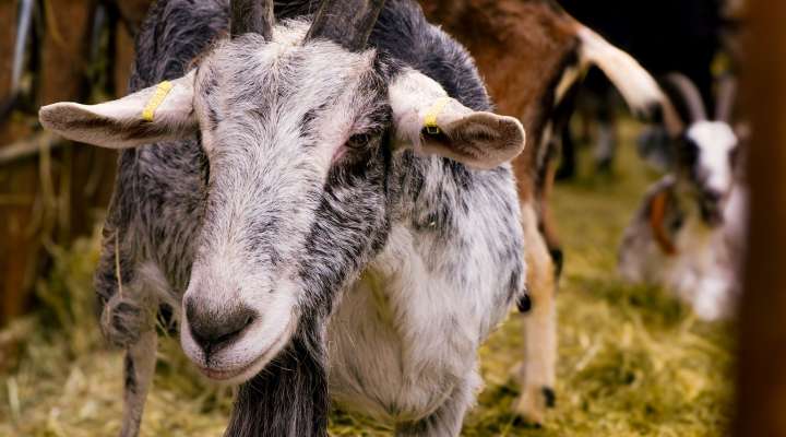 La chèvre'rit - Céline Arnould