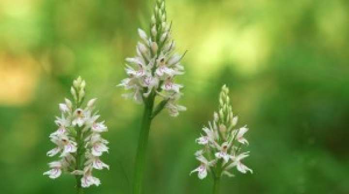 Nationales Naturschutzgebiet von Montenach