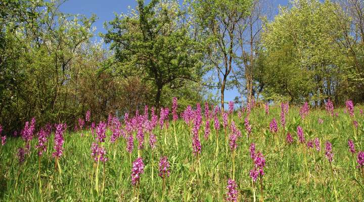 Maison de la nature du Pays de Sierck - la cabane