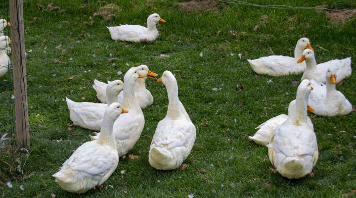 La campagne du pony ranch