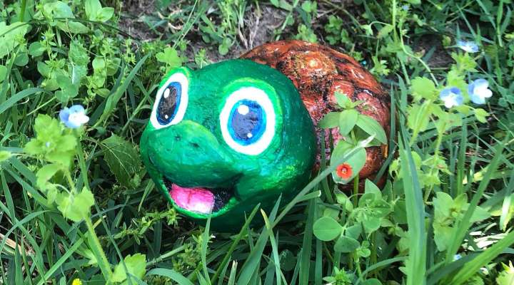 Petite tortue