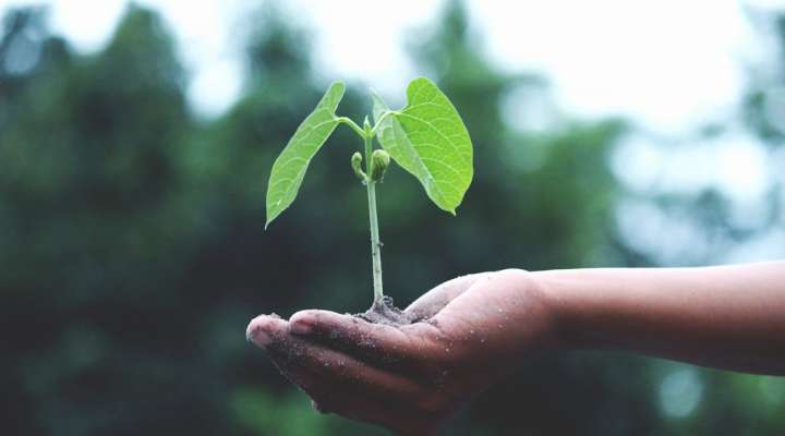 Bourse aux plantes et artisanat