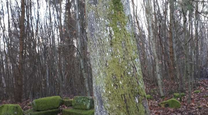 Vestiges gallo-romains du Wasserwald