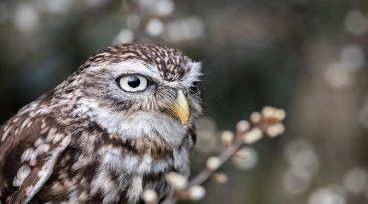 Cinéma - Le Chant des forêts