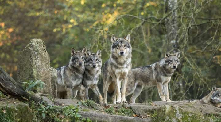 TIERPARK SAINTE-CROIX