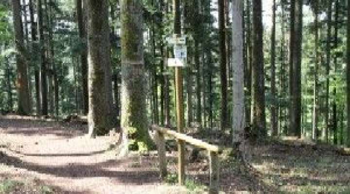 Wald von Saint-Quirin