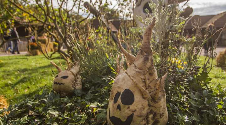 Halloween au Parc de Sainte-Croix - la sorcière des vents