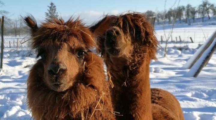 Pädagogoscher Bauernhof La Contrée des Minis