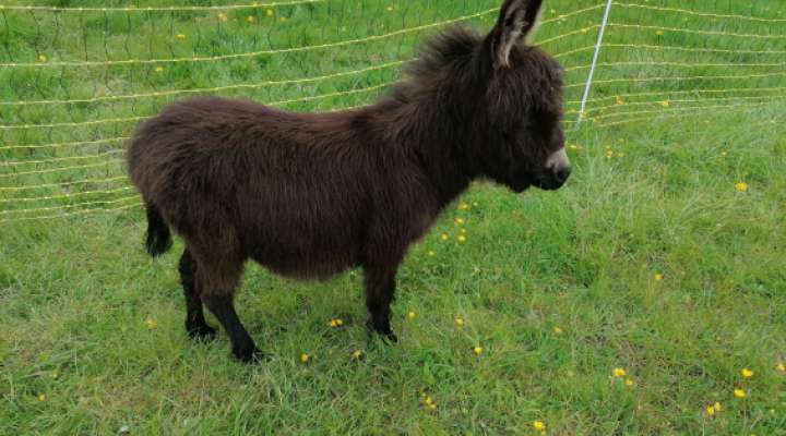 Pädagogoscher Bauernhof La Contrée des Minis