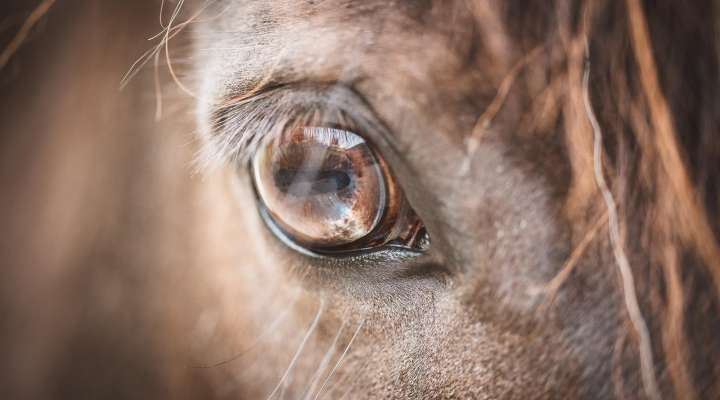 Spectacle équestre - Caval'Show