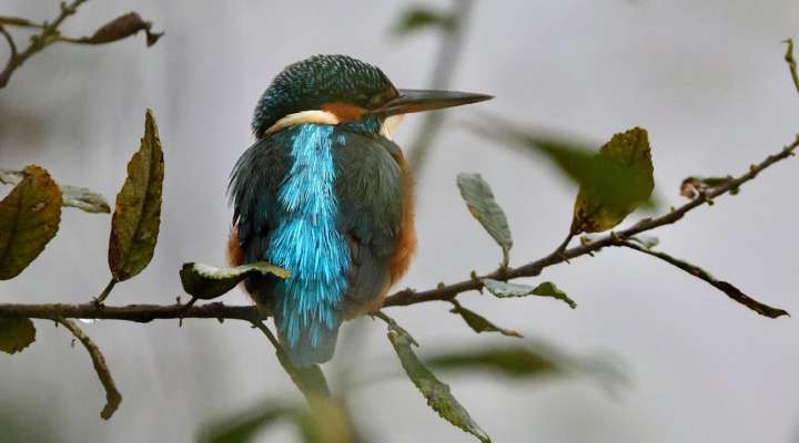 Sortie nature - Observation des premiers oiseaux migrateurs