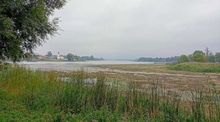 Sortie nature - Observation des premiers oiseaux migrateurs
