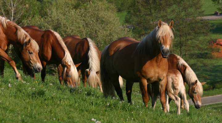 La Voie Lactée - la jumenterie et ses produits de beauté