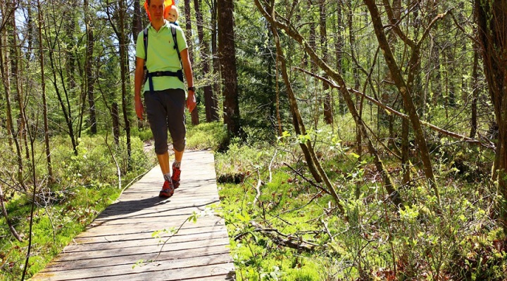 Torfmoor des Étang de Hanau