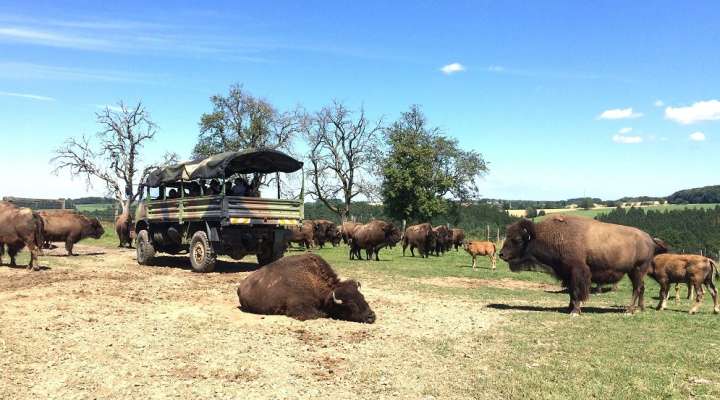 SAFARI AUF DER BISONWEIDE