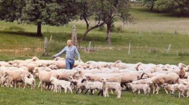 Découverte de la ferme à Guébling