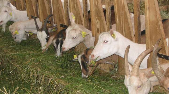 Fromagerie - ferme des Bigoudis