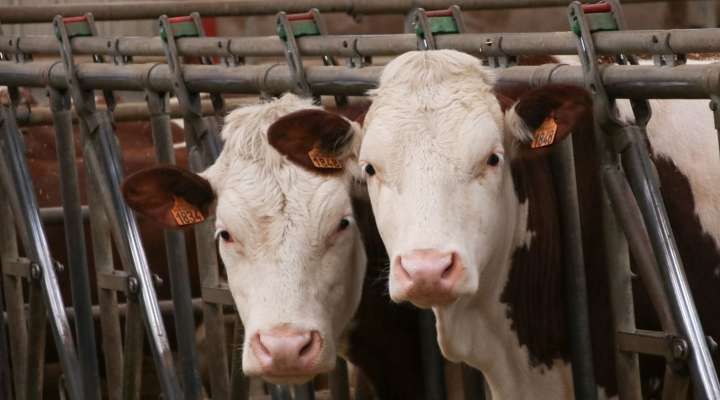 Gaec des Tormentilles
