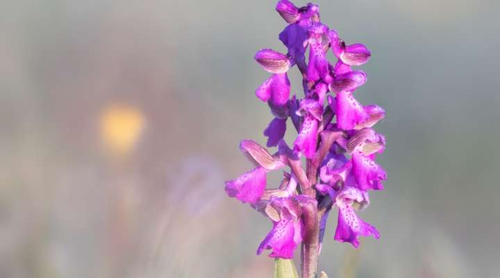 Itinérance botanique, à la découverte des Orchidées indigène