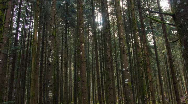 La forêt se la raconte