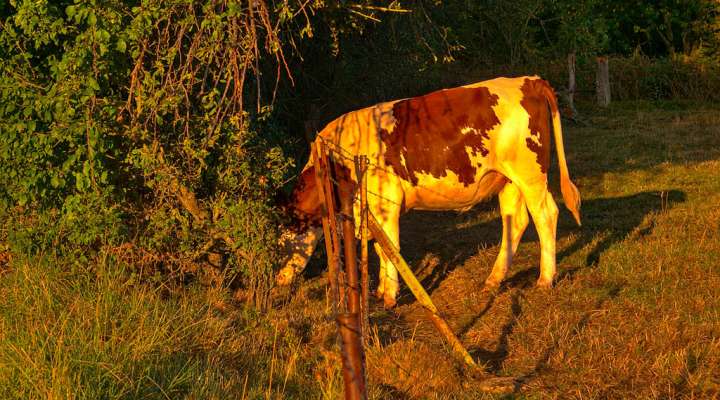 Die Hügel des Metzer Landes